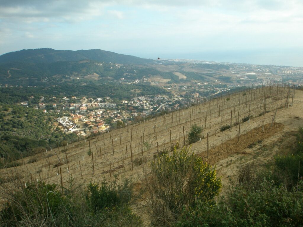 Vinyes i paisatge de Tiana